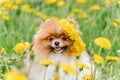 A beautiful fluffy dog Ã¢â¬â¹Ã¢â¬â¹sits among flowers with a wreath on his head and smiles. Royalty Free Stock Photo